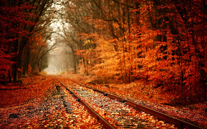 Railway in autumn leaves, autumn windows xp HD wallpaper