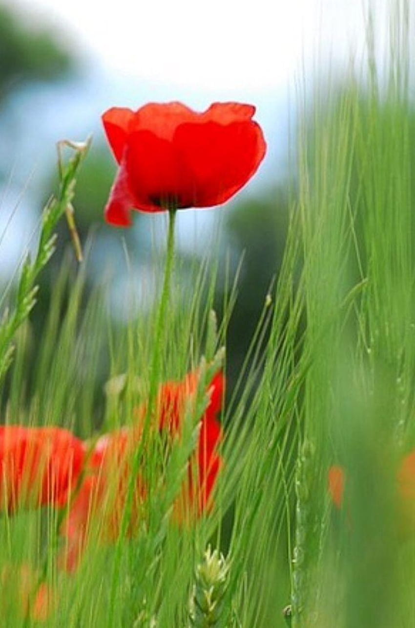 붉은 양귀비 야생 꽃 디자인 최고의 붉은 양귀비 꽃, 양귀비 꽃 HD 전화 배경 화면