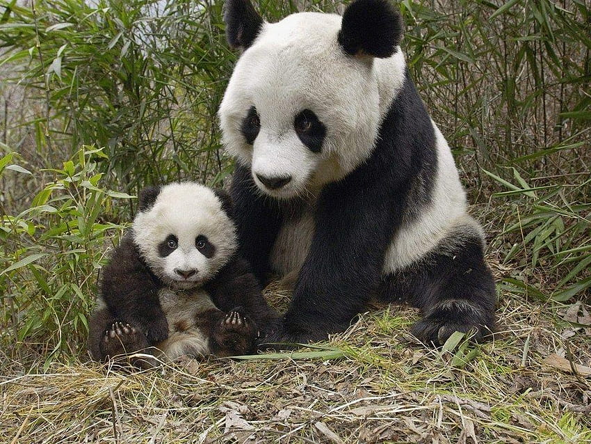 niedlichen Baby Panda, Tierwelt, racist panda HD wallpaper