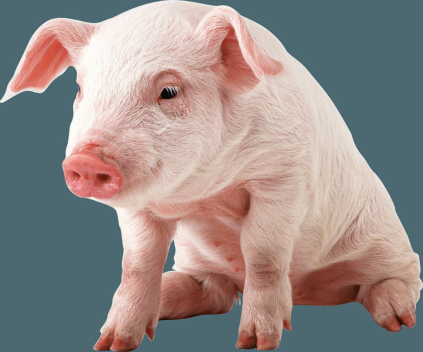 Baby Pig PNG Transparent Baby Pig .PNG ., baby piglet HD wallpaper