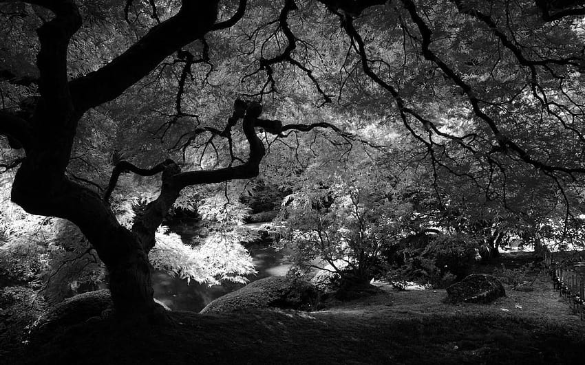7 Black And White Nature, anime black and white scenery HD wallpaper