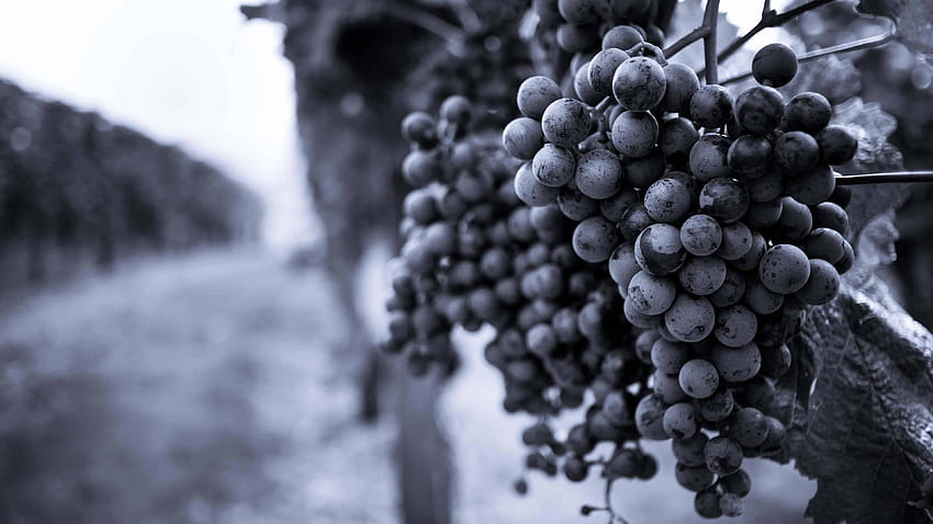 Grapes On Grapevine In Vinyard Black And White U HD wallpaper