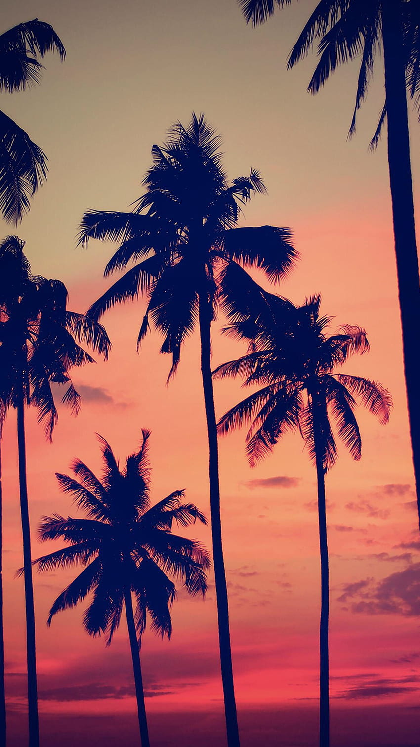Palm Trees., sunset harmony HD phone wallpaper