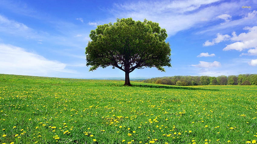 white oak tree HD wallpaper