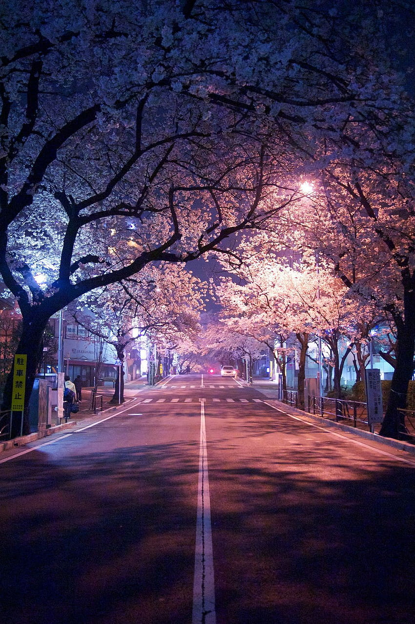 senpais: “Sakura at Night via Flickr”, sakura trees aesthetic ps4 HD phone wallpaper