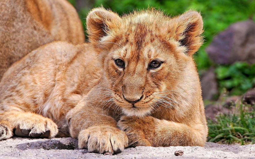 Animales leones crías de animales, león animal fondo de pantalla | Pxfuel