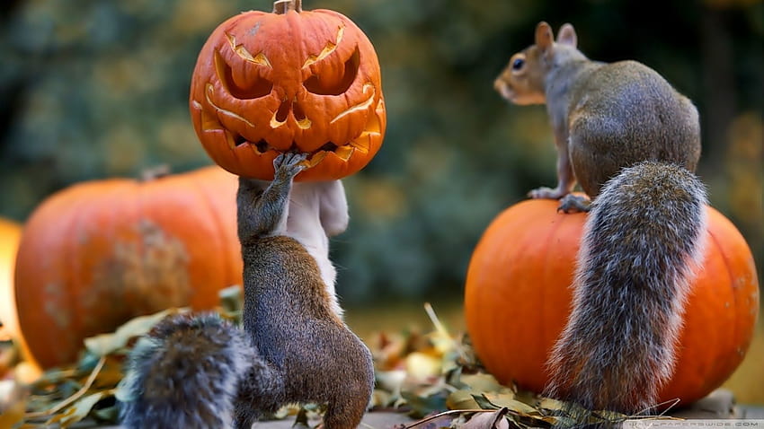 Cute Animal Halloween, halloween baby animals HD wallpaper
