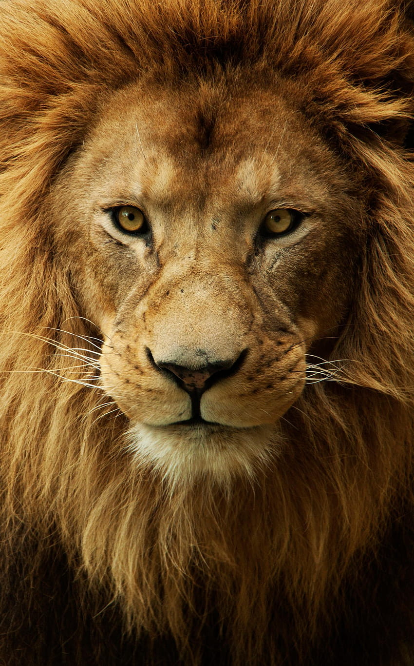 Lion Face Group, wütender Löwe HD-Handy-Hintergrundbild