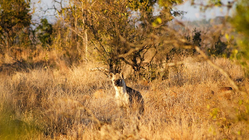 Narodowy Park Krugera Tapeta HD