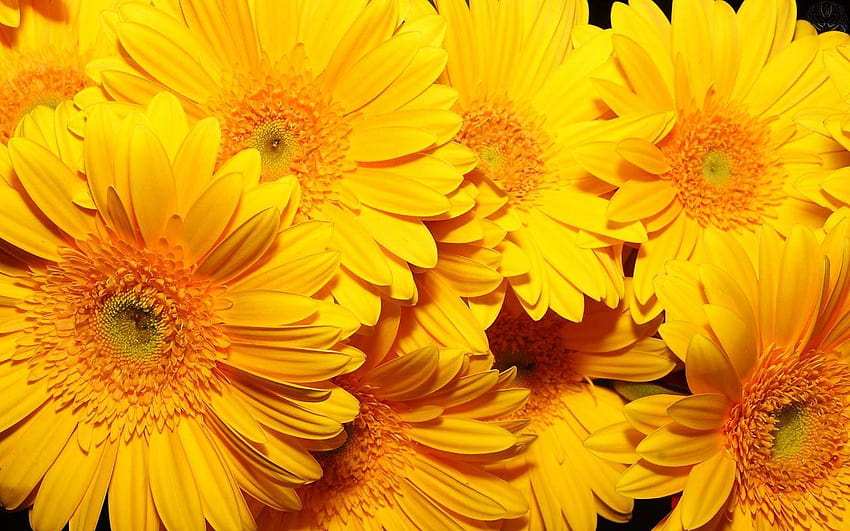 Yellow VSCO Laptop, vsco flowers HD wallpaper
