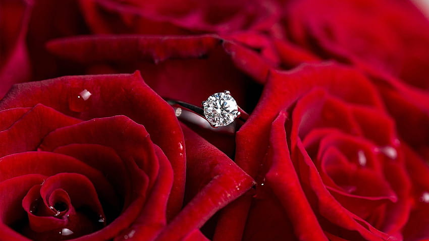 Rosas vermelhas e um anel, pedido de casamento e pedido de anel papel de parede HD