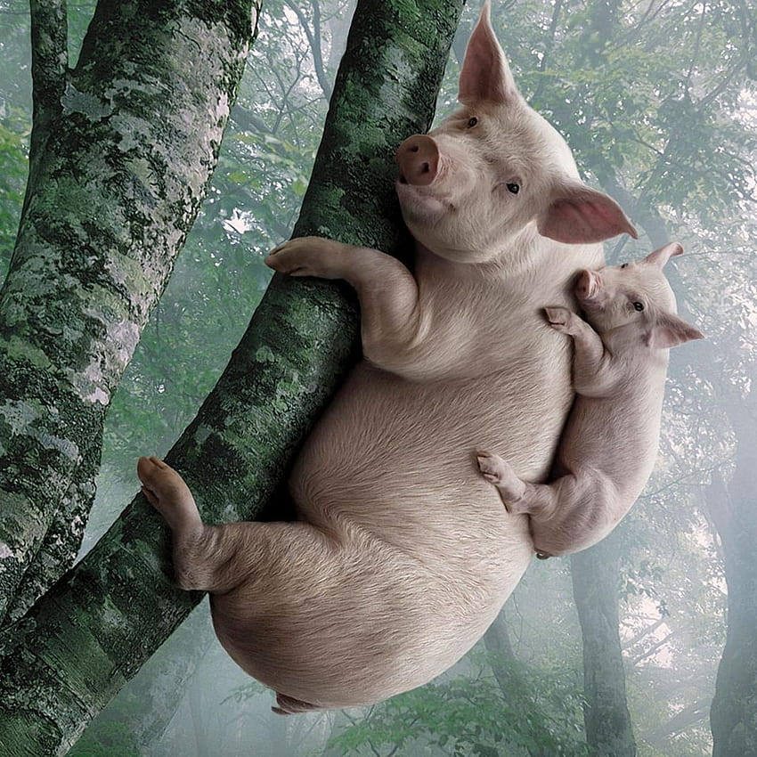 Big and small pigs in the tree, tiny pigs HD phone wallpaper