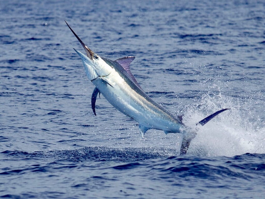 Blue Marlin: หนึ่งในเกมปลาที่ยิ่งใหญ่ที่สุดตลอดกาล ปลามาร์ลินสีน้ำเงินแอตแลนติก วอลล์เปเปอร์ HD