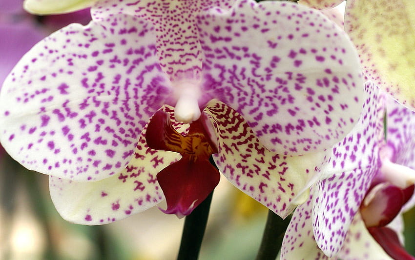 Orchid flower, Orchids for your, mauve and red orchid HD wallpaper