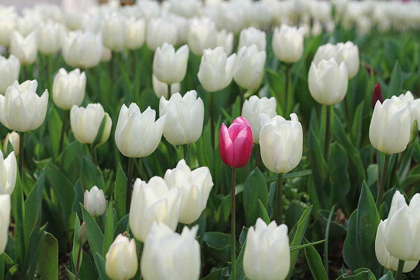 : tulips, nature, flower, flowering plant, petal, white, lady tulip, spring, botany, plant stem, meadow, plantation, lily family, bud, wildflower, perennial plant 2304x1536, tulips plantation HD wallpaper