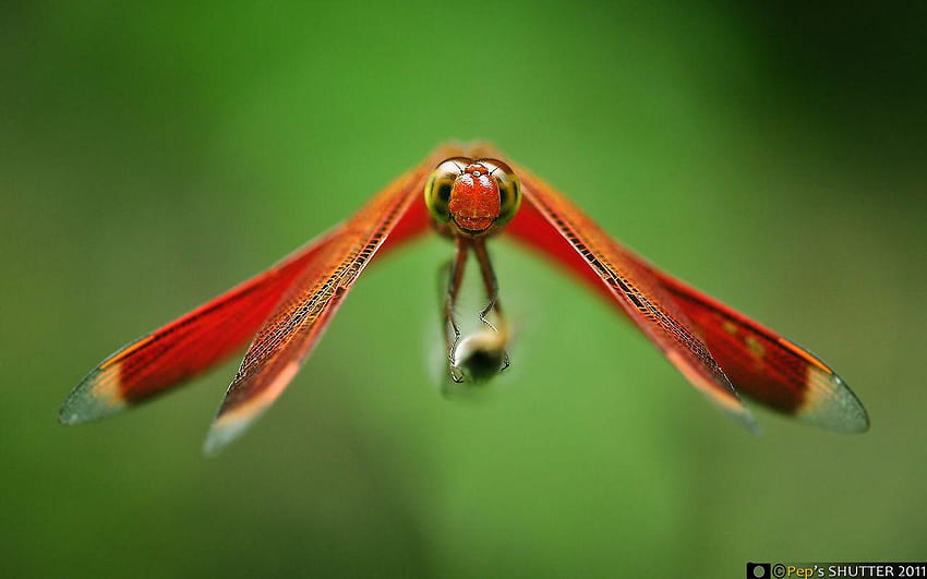 My Red Dragonfly…, capung HD wallpaper | Pxfuel