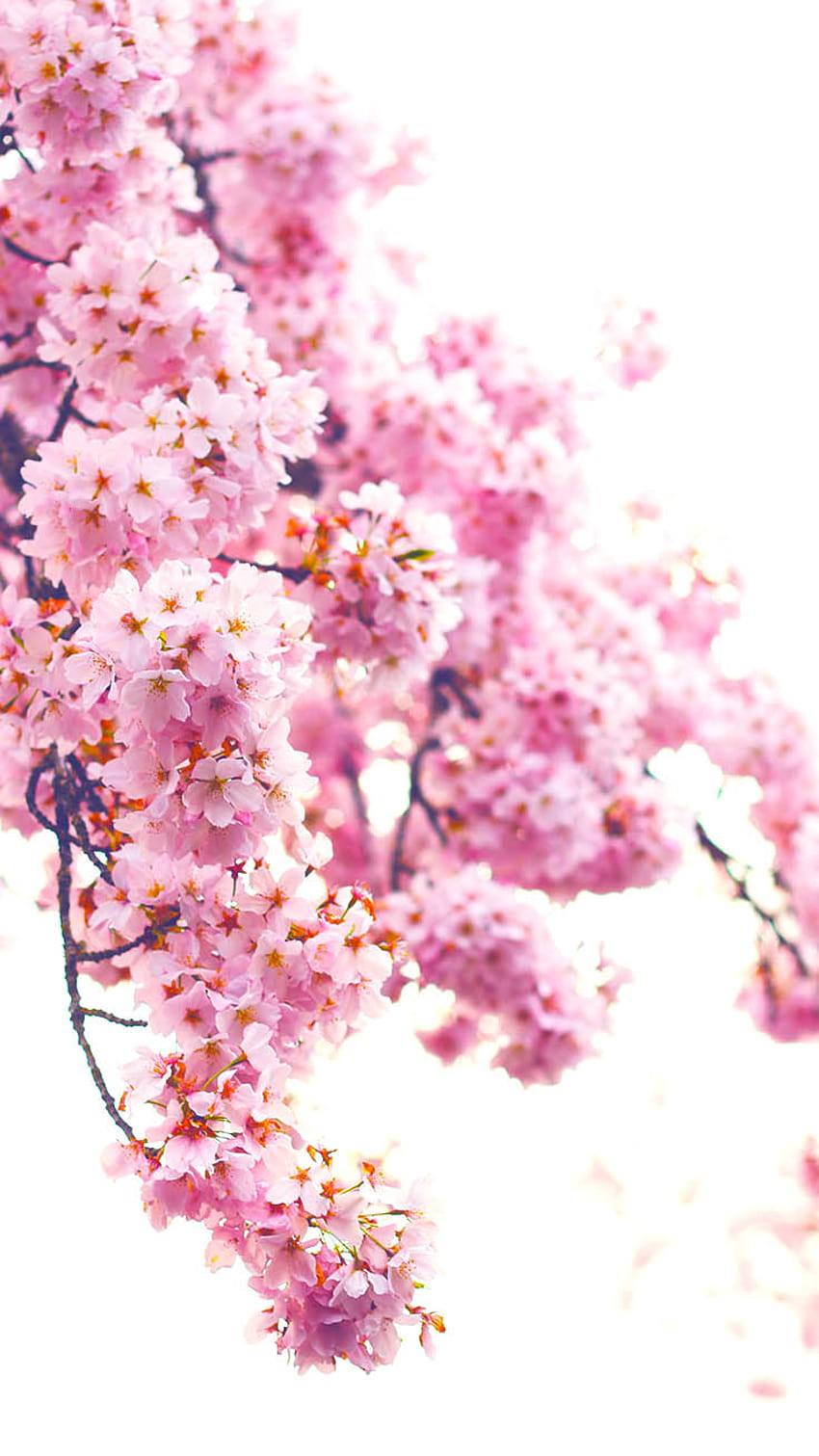 12 Pretty Springtime iPhone, early spring iphone 12 HD phone wallpaper