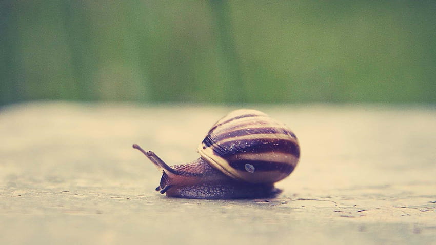 Snails And Mollusks , High Quality , W HD wallpaper