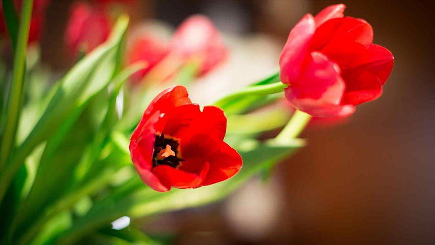 tela ampla de campo de tulipas vermelhas linda com citações para, bela natureza com citações para página de capa do facebook papel de parede HD