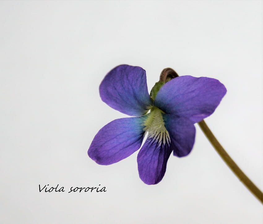Common Blue Violets ...dengarden HD wallpaper