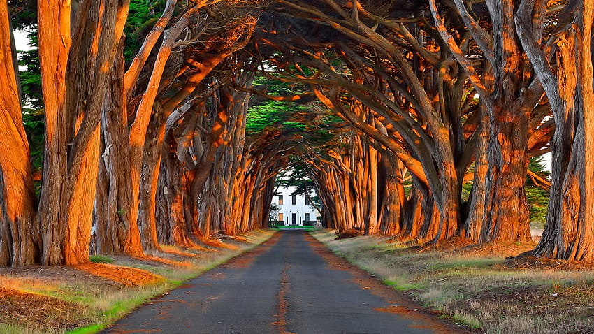 Fantastic Trees, driveway HD wallpaper