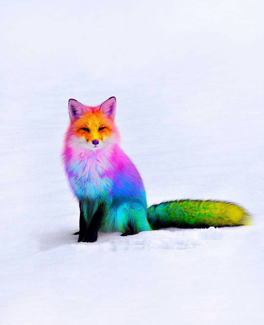 Colorful Fox HD phone wallpaper