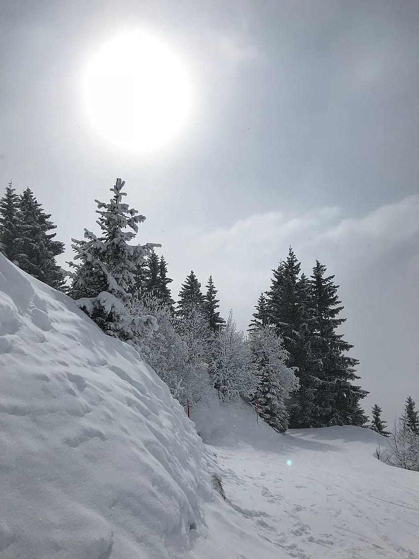 : 冬、冬のハイキング コース、冬、白、冬のトレイル HD電話の壁紙