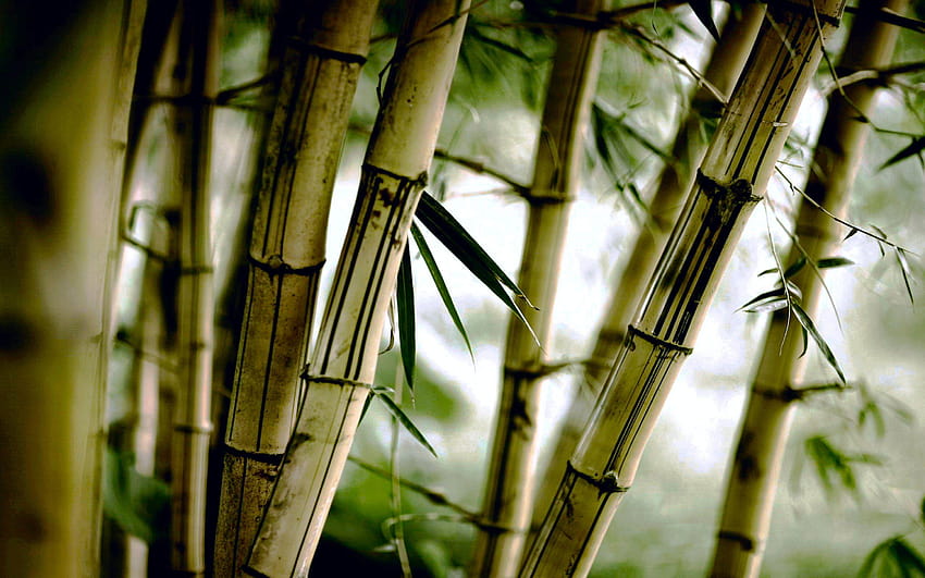 97 Bamboo, brown bamboo HD wallpaper