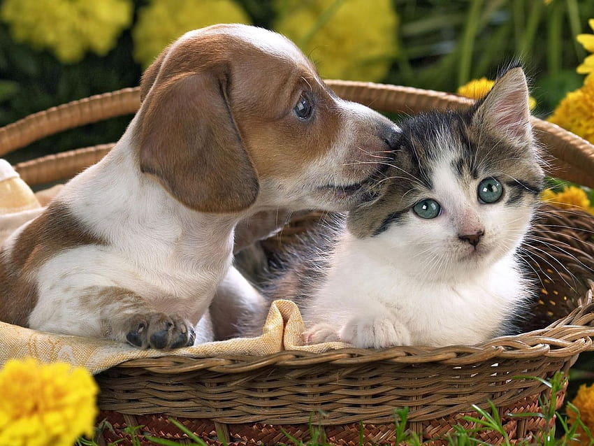 1280x960 dog, cat, basket, taking, care, dog cat HD wallpaper | Pxfuel