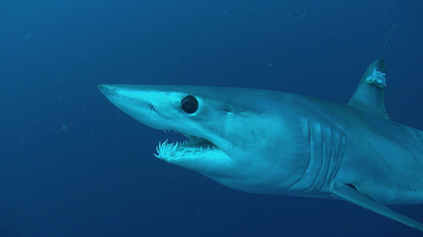 Lo squalo più veloce del mondo è nei guai...popsci, squalo mako pinne corte Sfondo HD