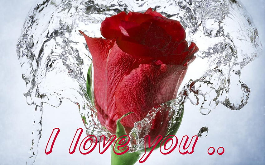 Red Rose Love Message I Love You 077 : 13, red flower love HD wallpaper