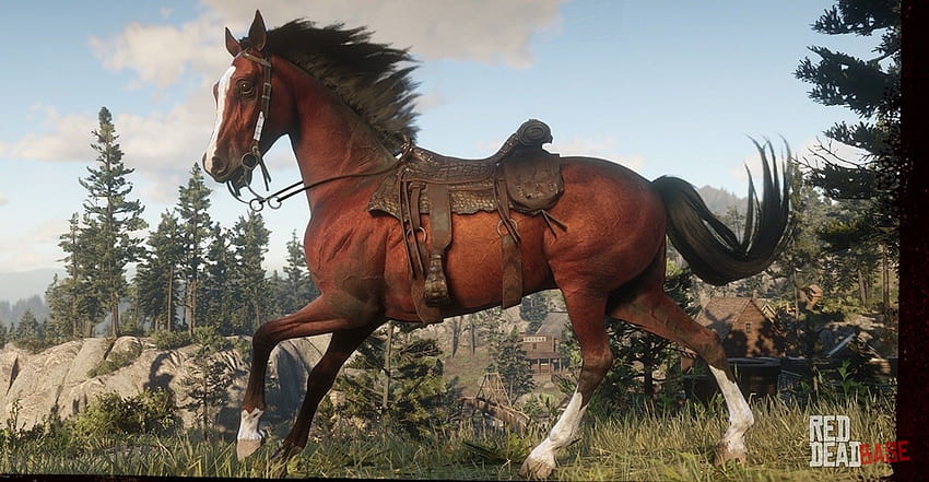 Koń arabski czerwono-kasztanowaty, konie arabskie Tapeta HD
