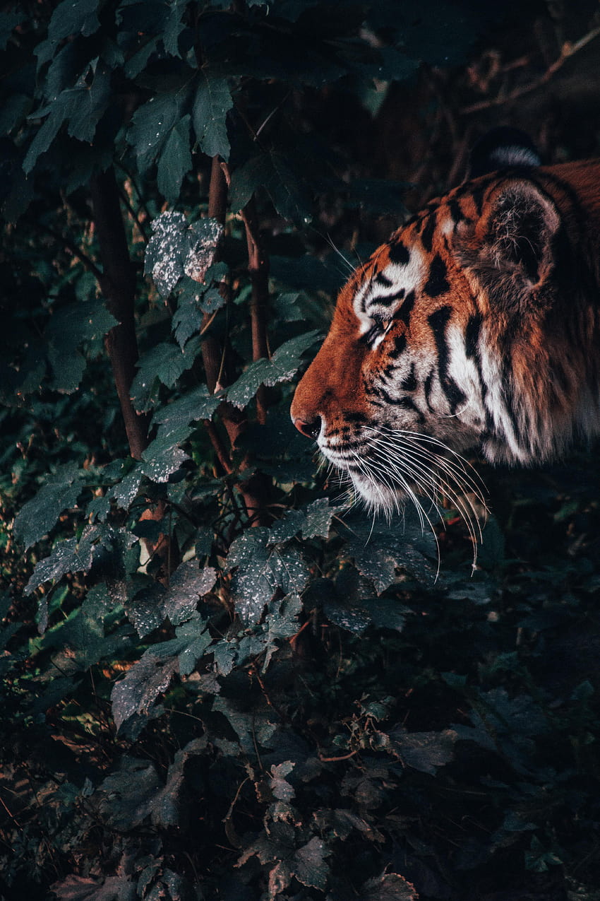 90 Tigre: &, retrato de tigre fondo de pantalla del teléfono
