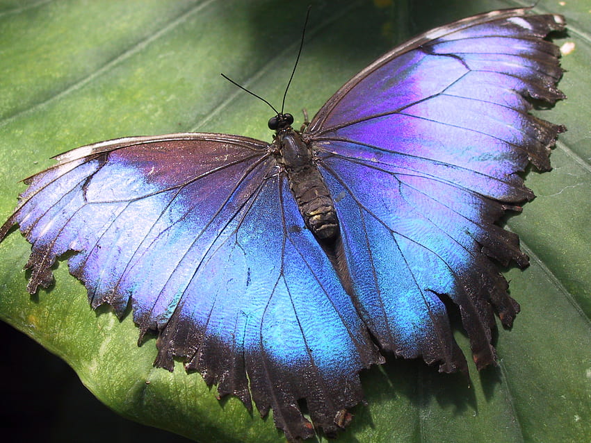 Archivo:Hunawihr, mariposas morfo fondo de pantalla