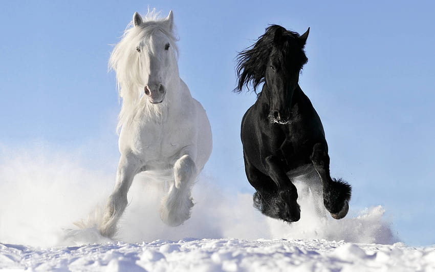 Cavalo preto e branco, longa hora papel de parede HD