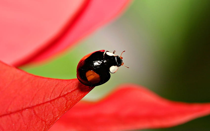 Black Beetles With Red Spots HD wallpaper