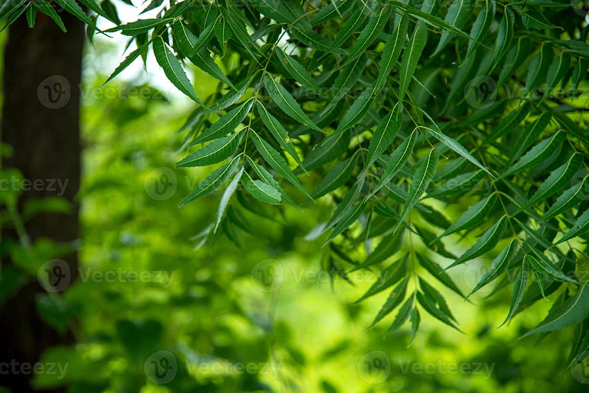 Azadirachta indica, neem tree HD wallpaper
