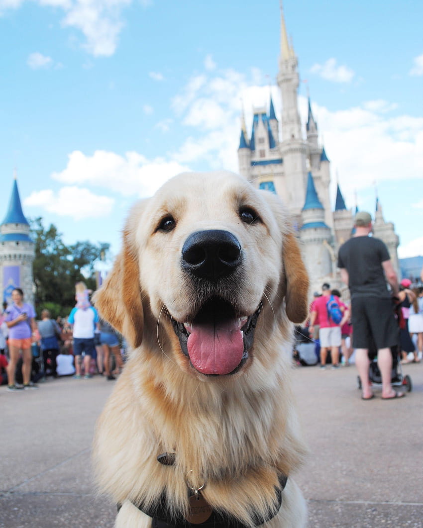 Service Dog in Training in front of Cinderella's Castle at, puppy and autism HD phone wallpaper