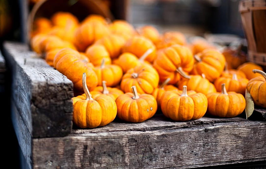 autumn, harvest, pumpkin, orange, vegetables, basket, pumpkins and basket HD wallpaper