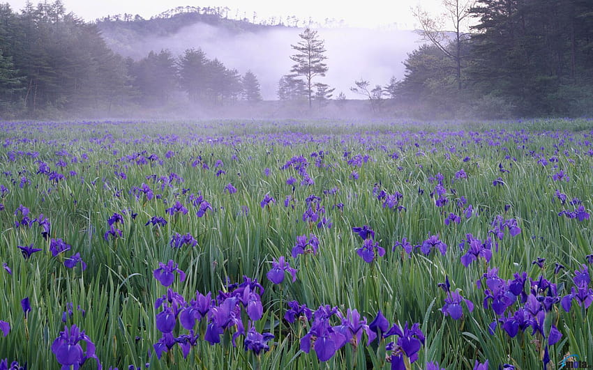 6 fleurs d'iris, iris violets Fond d'écran HD