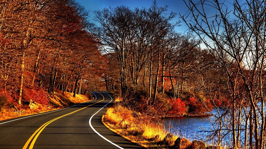 Road, trees without leaves, autumn HD wallpaper