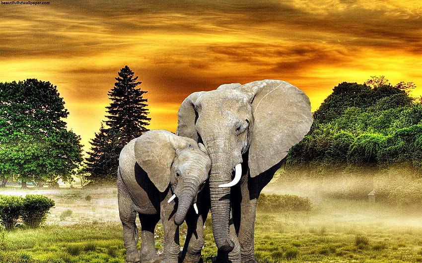 Conservação da vida selvagem com tecnologia SAP HANA no EPI, floresta de elefantes papel de parede HD