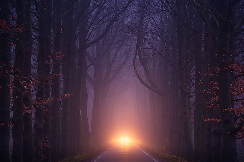 Car Light Road Autumn Trees Foggy Weather, Nature, Backgrounds, and, 秋の天気 高画質の壁紙