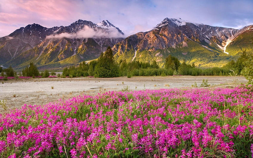 Denali National Park, Alaska, USA, spring alaska HD wallpaper