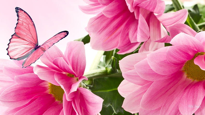 ดอกไม้ ฤดูใบไม้ร่วง แม่ Fleurs เดซี่ ฤดูใบไม้ร่วง Papillon ฤดูร้อน ดอกไม้สดใส ผีเสื้อเต็มหน้าจอ วอลล์เปเปอร์ HD