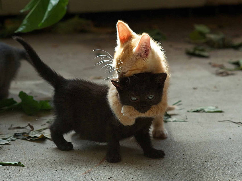 새끼 고양이 귀여운 고양이 동물 커플 사랑, 고양이 포옹 HD 월페이퍼
