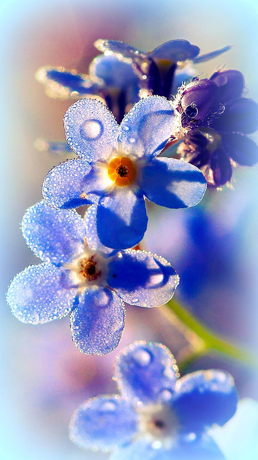 Forget Me Not Flowers HD phone wallpaper