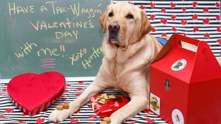 Service dogs trained by inmates deliver Valentine's Day treats, puppies valentines day HD wallpaper
