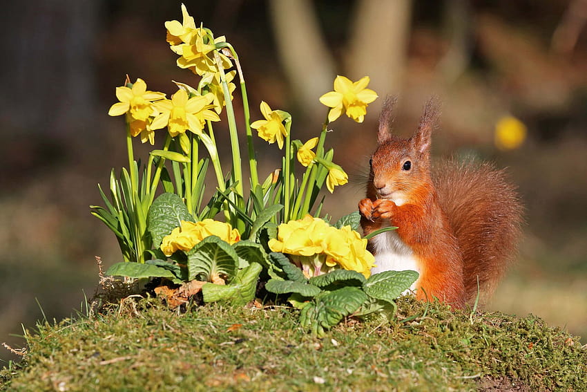 spring squirrels HD wallpaper