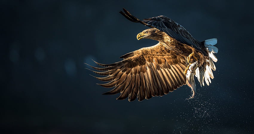 eagle bird catch fish ultra HD wallpaper